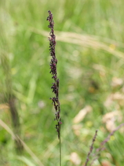 Molinia caerulea caerulea