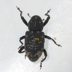 Tyloderma foveolatum