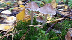 Mycena rosella