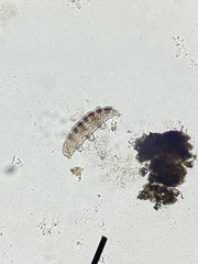 Tardigrada