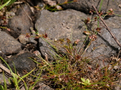 Juncus bulbosus
