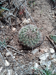 Rapicactus beguinii