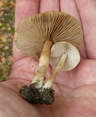 Inocybe