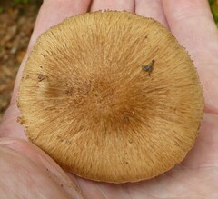 Inocybe