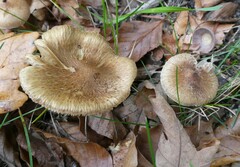 Inocybe