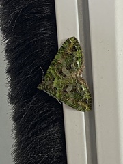 Austrocidaria similata