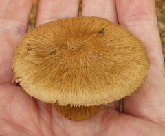 Inocybe