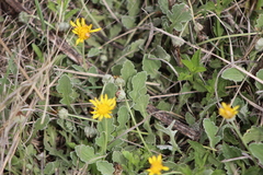 Arctotis arctotoides