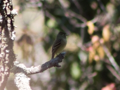 Empidonax occidentalis