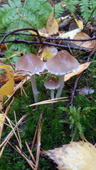 Mycena rosella
