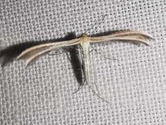 Merrifieldia malacodactyla