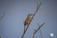 Toxostoma longirostre