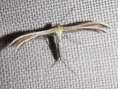 Merrifieldia malacodactyla