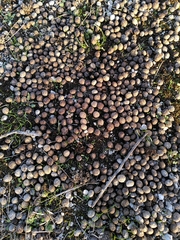 Oryctolagus cuniculus