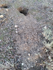 Oryctolagus cuniculus