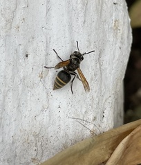 Brachygastra lecheguana