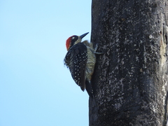 Melanerpes pucherani