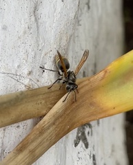 Brachygastra lecheguana