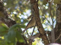 Empidonax affinis