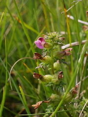 Pedicularis palustris