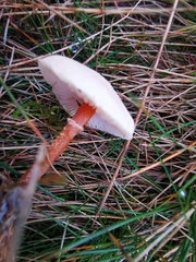 Cystoderma amianthinum