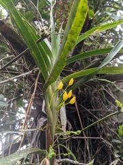 Maxillaria