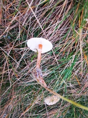 Cystoderma amianthinum