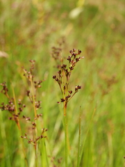 Juncus acutiflorus