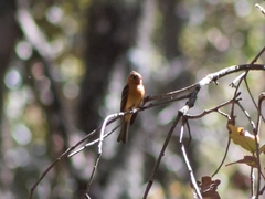 Mitrephanes phaeocercus