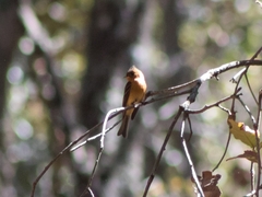 Mitrephanes phaeocercus