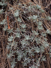 Antennaria