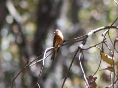 Mitrephanes phaeocercus