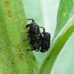 Tyloderma foveolatum
