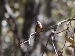 Mitrephanes phaeocercus