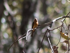 Mitrephanes phaeocercus