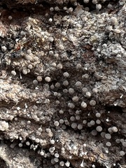 Hemitrichia calyculata