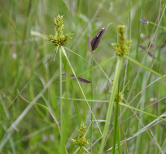 Cyperus fendlerianus