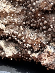 Hemitrichia calyculata