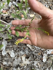 Solidago radula