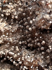 Hemitrichia calyculata