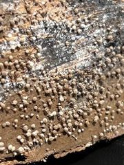 Hemitrichia calyculata