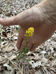 Solidago radula