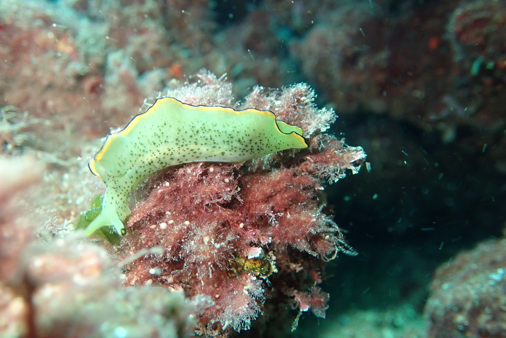 Lettuce slug
