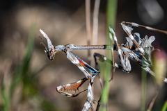 Empusa binotata