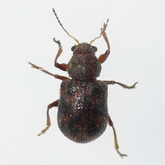 Xanthonia decemnotata