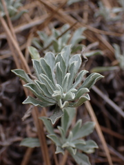 Antennaria