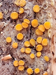 Scutellinia setosa