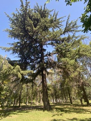 Pinaceae