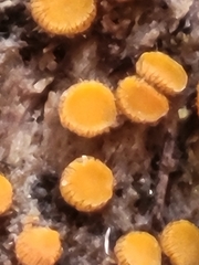 Scutellinia setosa