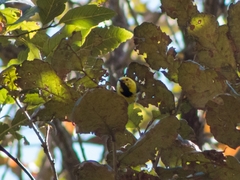 Setophaga townsendi × occidentalis